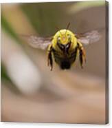Carpenter Bee Flying Canvas Print