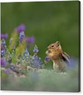 Cascade Golden-mantled Ground Squirrel Eating Lupines Canvas Print