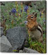 Cascade Golden-mantled Ground Squirrel With Flower Snack #2 Canvas Print