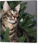 Cat In A Christmas Tree Canvas Print