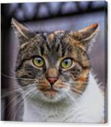 Cat Suprised Face. Cat Looks At Camera. Colorful Kitten Standing On Wooden Parapet And Looks Into Garden. She Watch Something. Domestic Moggie On Watch Canvas Print