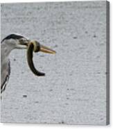Catch Of The Day Grey Heron With Eel Canvas Print