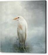 Cattle Egret Canvas Print