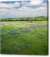 Cattle Grazing On Wildflowers Canvas Print
