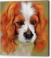 Cavalier King Charles Spaniel, Red Dog Portrait Canvas Print