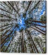 Ccc Pines Lookup Canvas Print