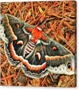 Cecropia Moth Canvas Print