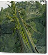 Cedar Tree, El Dorado National Forest, California, U. S. A. Canvas Print