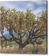 Chained-fruit Cholla Canvas Print