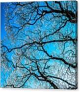 Chaotic System Of Ice Covered Tree Branches With Blue Sky Canvas Print