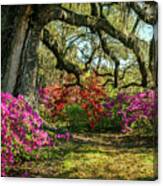 Charleston Sc Walking Into Spring Landscape Canvas Print