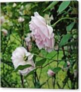 Charming Pale Pink Roses Canvas Print