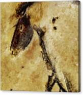 Chauvet Horse Canvas Print