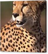 Cheetah Profile Canvas Print