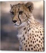 Cheetah Staring Canvas Print