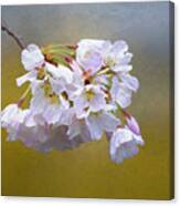 Cherry Blossom Flowers Canvas Print