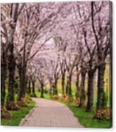 Cherry Blossom Trail Canvas Print