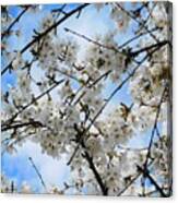 Cherry Blossoms Intricato Canvas Print