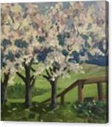 Cherry Trees Canvas Print