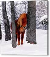 Chestnut Horse Between Trees In Snowy Winter Landscape Canvas Print