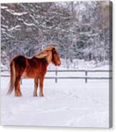 Chestnut Horse In Winter Scene Canvas Print