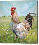 Chicken Hearted - Rooster Painting Canvas Print
