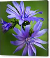 Chicory Flowers Canvas Print