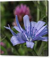 Chicory And Red Clover Canvas Print