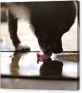Chihuahua Dog Licking Water Off Floor Canvas Print