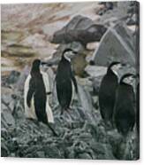 Chinstrap Penguin Canvas Print