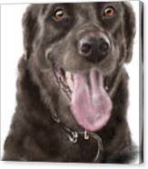 Chocolate Lab And Frisbee Canvas Print