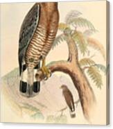 Circaetus Cinerascens Canvas Print