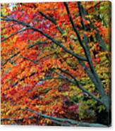 Flickering Foliage Canvas Print