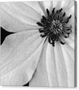 Clematis Flower Bw Canvas Print