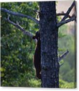 Climbing Bear 3 Canvas Print