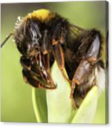 Close Up Of An Earth Bumblebee Canvas Print