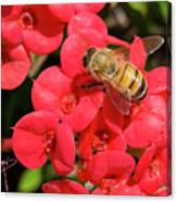 Close Up Of Bee On Red Flower Canvas Print