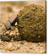 Close-up Of Dung Beetle Pushing Dung Ball, Ndumo Game Reserve, South Africa Canvas Print