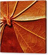 Close Up Of The Red Leaf Papyrus Canvas Print