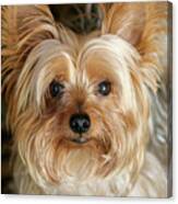 Close Up Yorkie Canvas Print