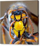 Closeup Macro Of Japanese Giant Hornet Face Canvas Print