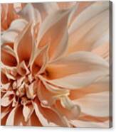 Closeup Of Beautiful Pastel Dahlia Flower Canvas Print