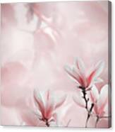 Closeup Of Blooming Magnolia Tree In Spring Canvas Print