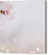 Closeup Of Cherry Blossom Flower On Bokeh Pastel Background. Mac Canvas Print