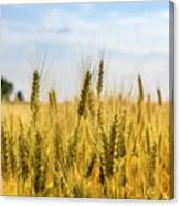 Closeup Of Golden Wheat Ears In Field. Canvas Print