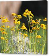 Closeup Of Golden Yellow Wildflowers Coachella Valley Wildlife Preserve Canvas Print
