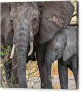 Closeup Of Mother And Baby Elephants Canvas Print