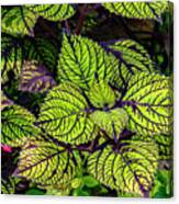 Coleus Canvas Print