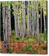 Colorado Aspens Gunnison Forest Canvas Print