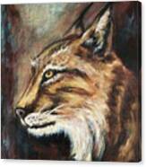 Colorado Bobcat Canvas Print